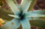 La plante aloe vera