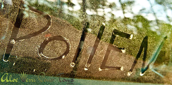 allergies au pollen forever living, aloe vera , pollen d'abeille