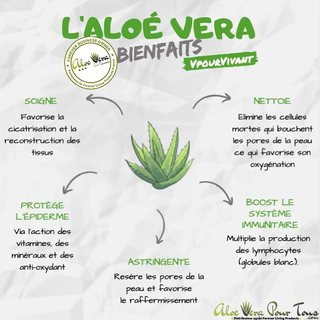 Aloe Vera La Plante Bienfaits Vertus Origine Utilisations Conseils