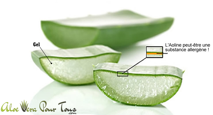 le gel d'aloe vera et l'aloïne