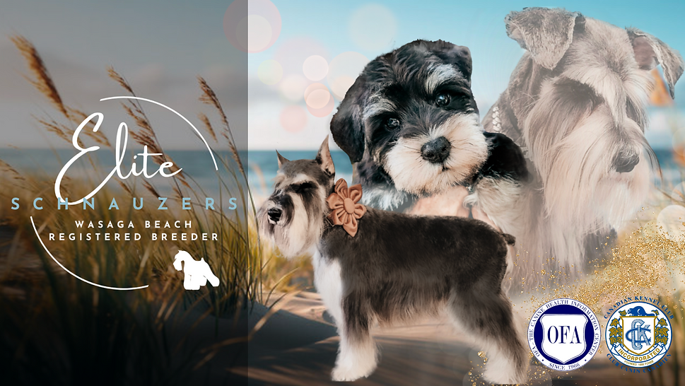 Elite Schnauzers