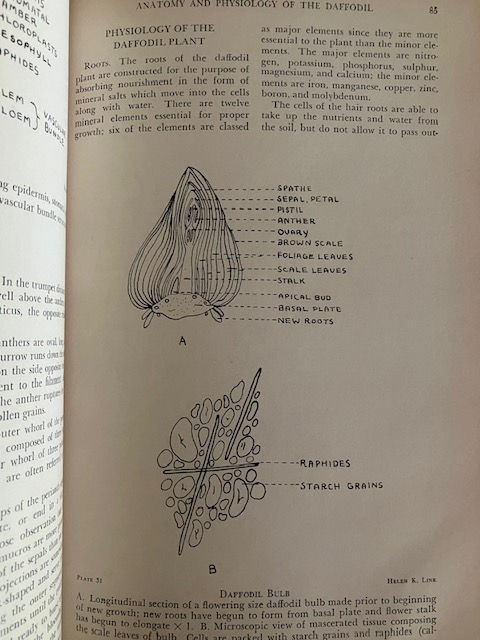 Thumbnail: Daffodil Journal by American Horticultural Magazine