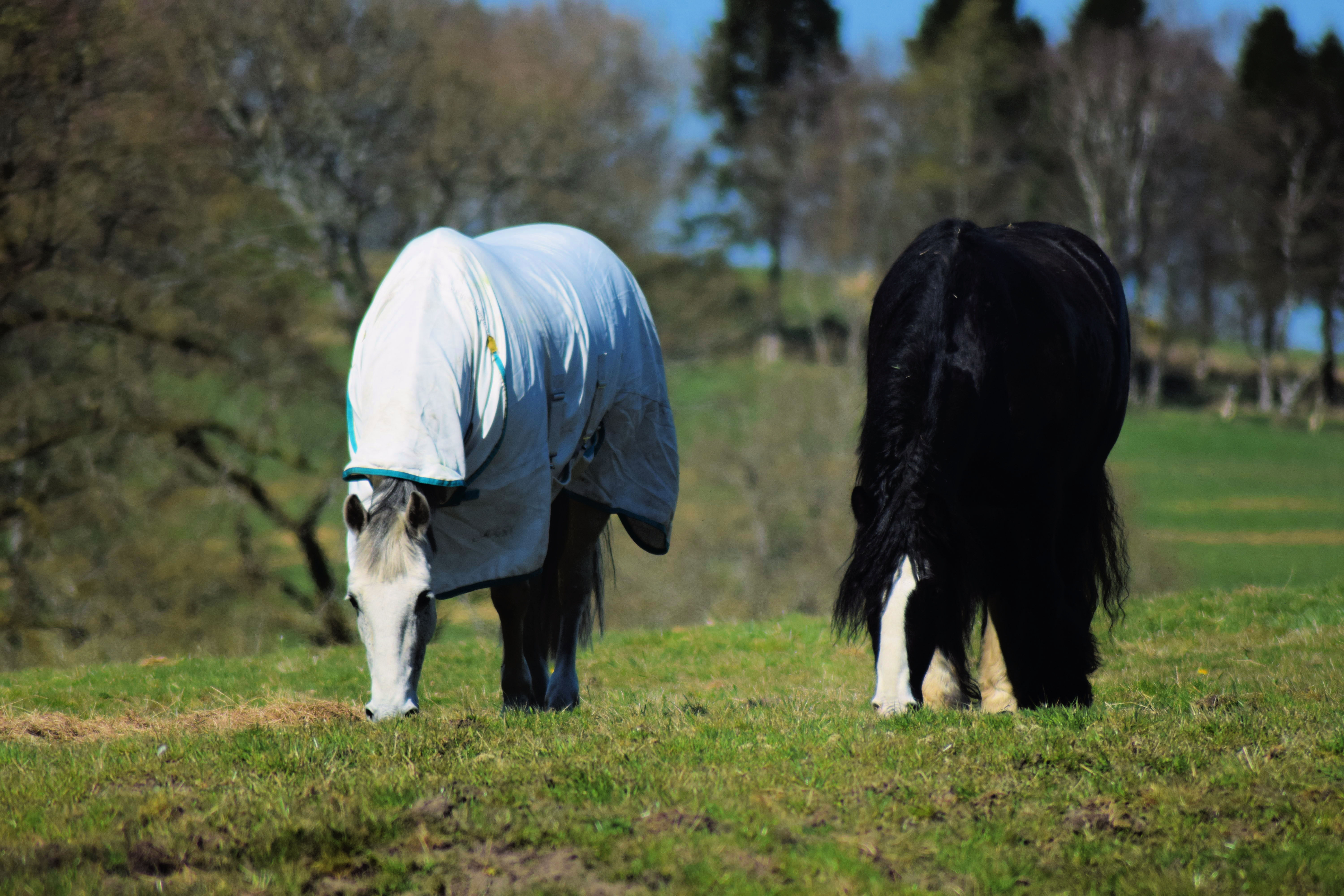 Horses Grazing