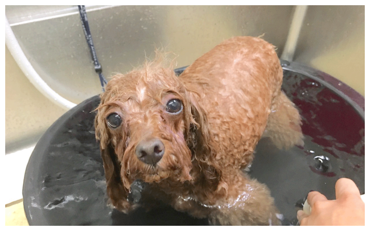 お湯に入る犬