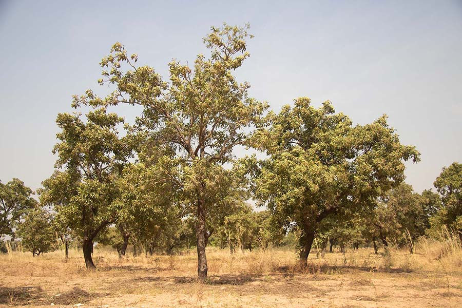 shea trees