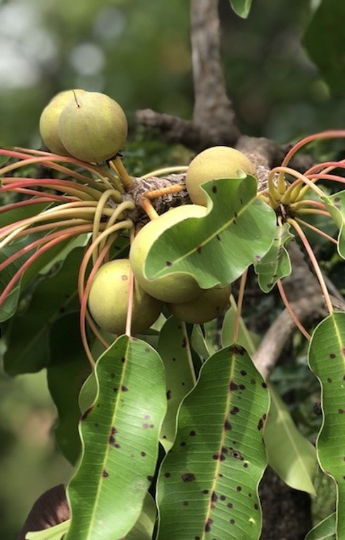 shea kernel