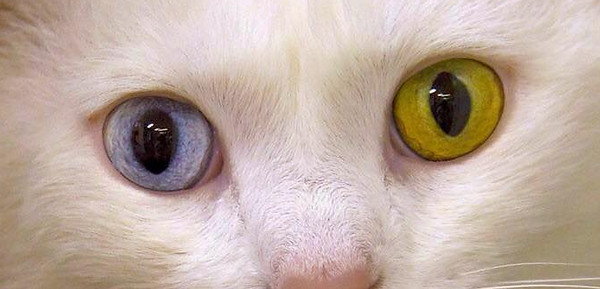 blueeyed cats.jpg