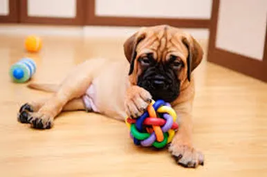juguetes para boxer