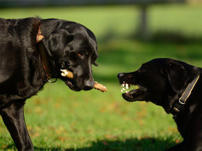 Does my Dog want another Dog?