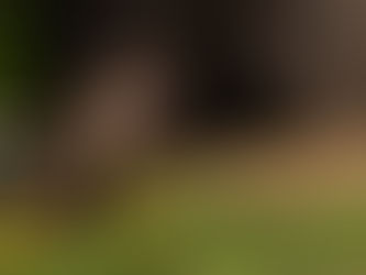 Teach dog to poop in one spot by protecting patio areas with food scent and consistent reps