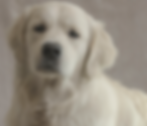 Cooper at 10 Months