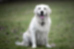 Cody (2 of 8)