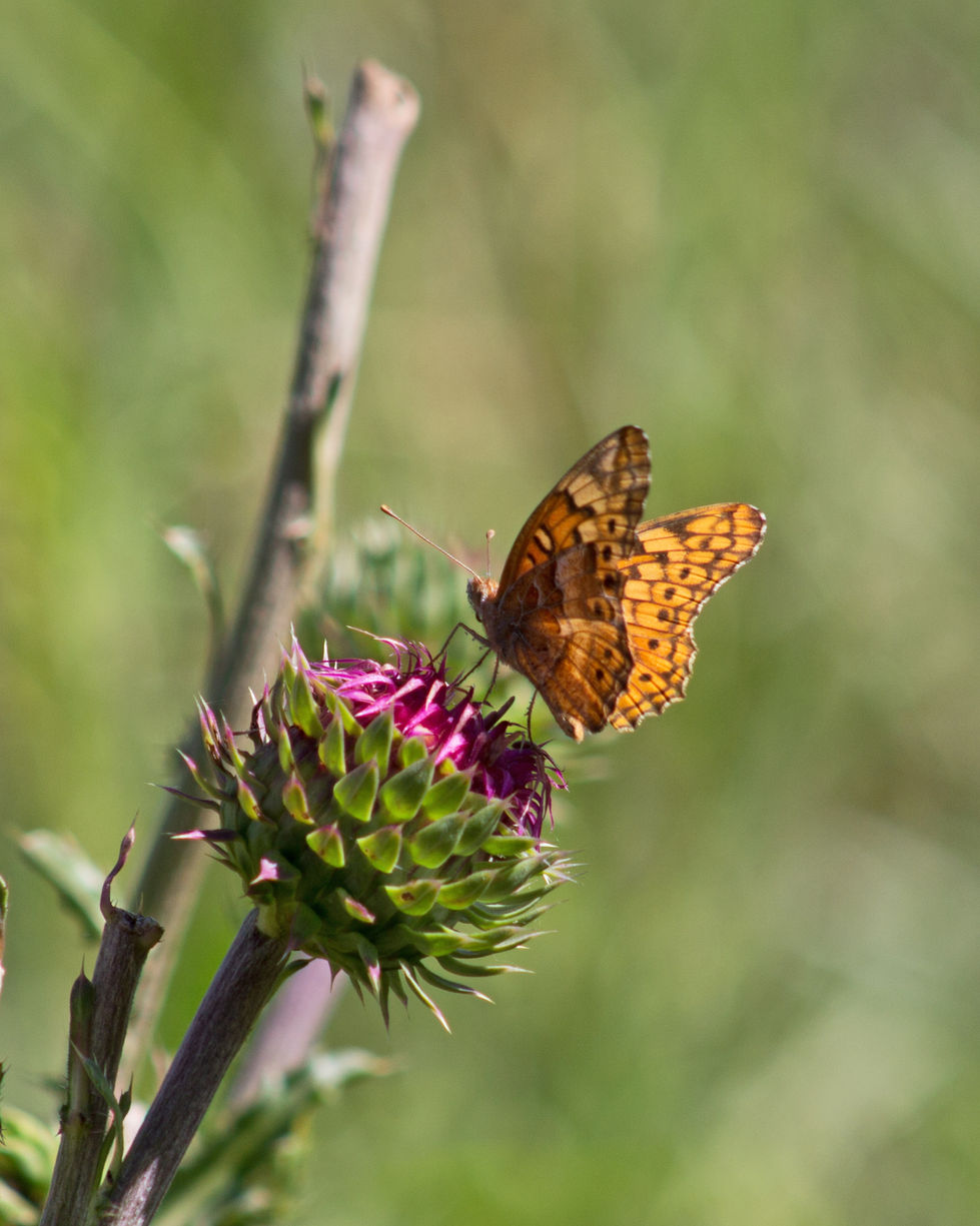 Butterfly 1.jpg