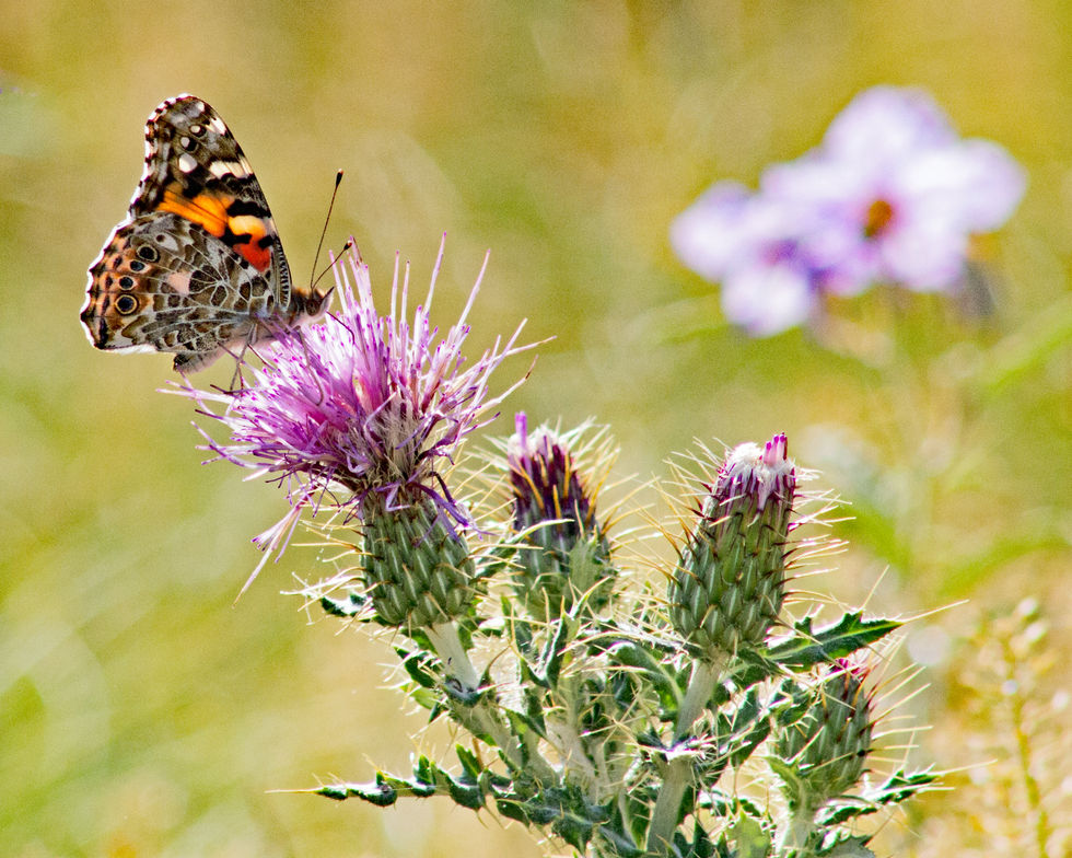 Butterfly on Thisle.jpg