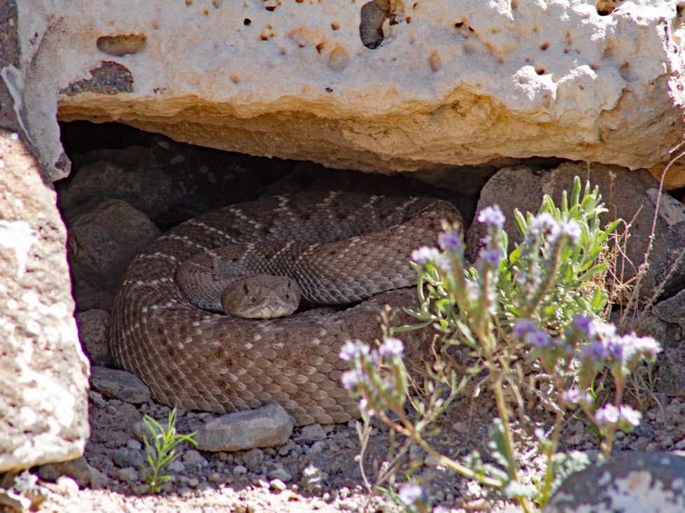 Just hanging out under a rock