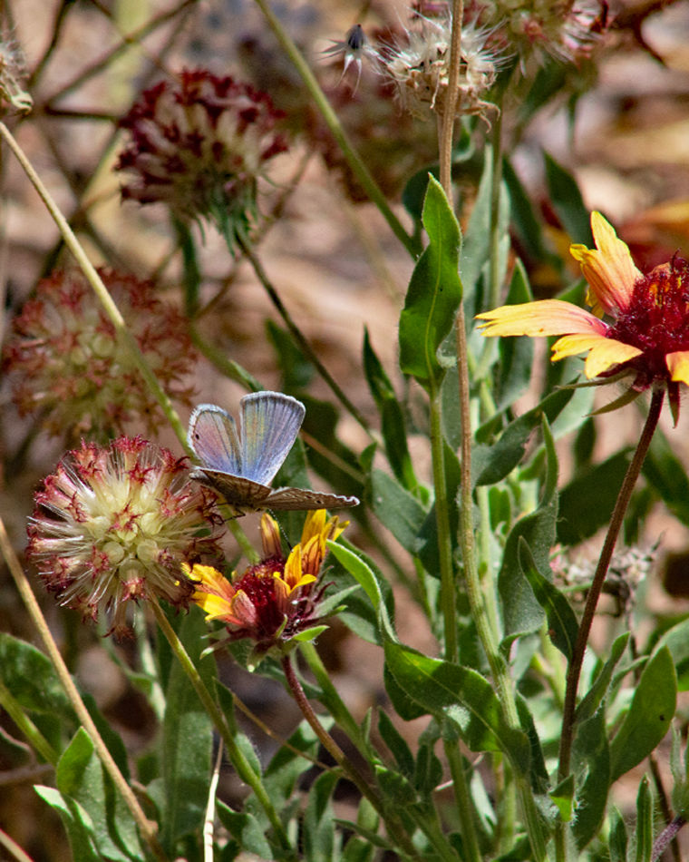 Blue Pigmy (2) - Melrose, NM