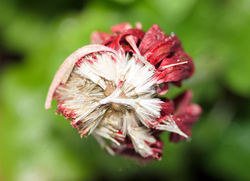 "Fleur destructurée sous la pluie"