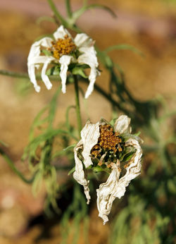 "Fleurs destructurées"