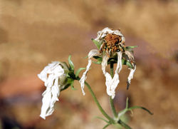 "Fleurs blanches destructurées"
