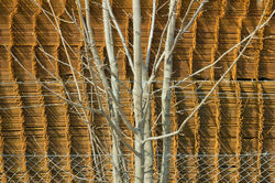 "Arbuste sur fond métallique"