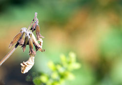 "Tige d'une fleur destructurée"