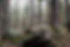 large-stones-rocks-wet-forest-carpathian-mountains_edited.jpg