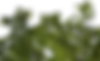 chene.png