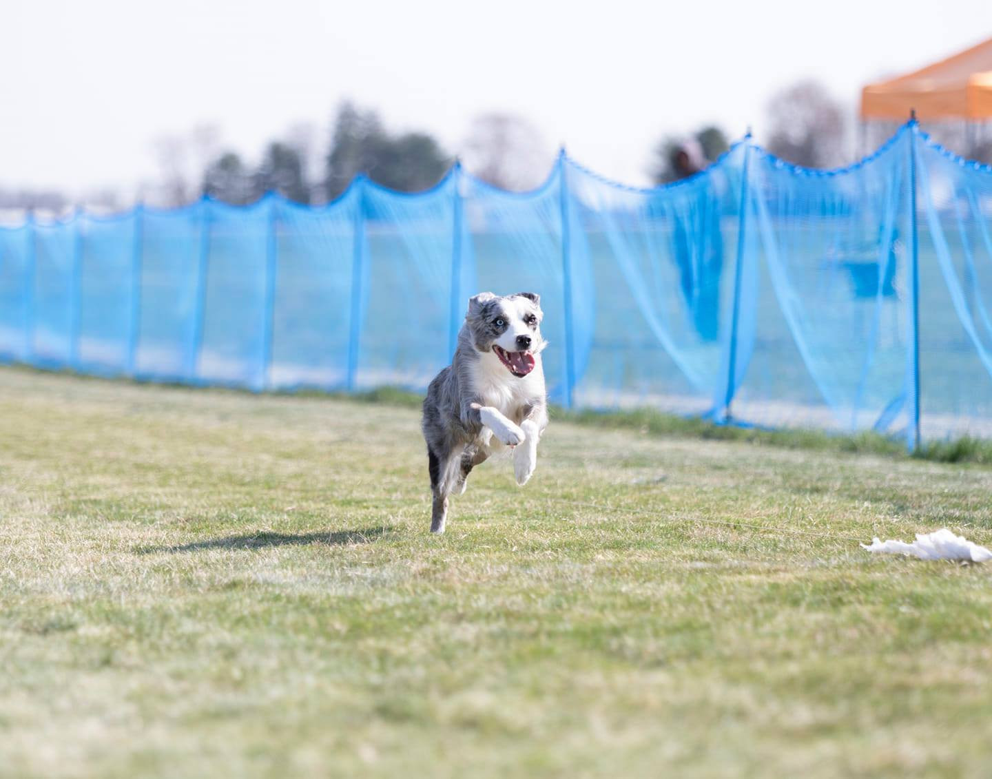 The Ladies United States Louvre Australian Shepherds