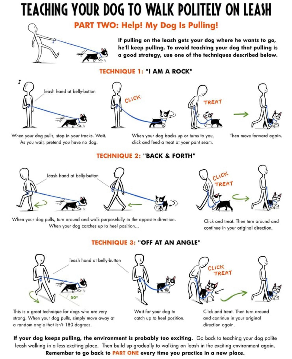 More techniques for teaching dog leash skills