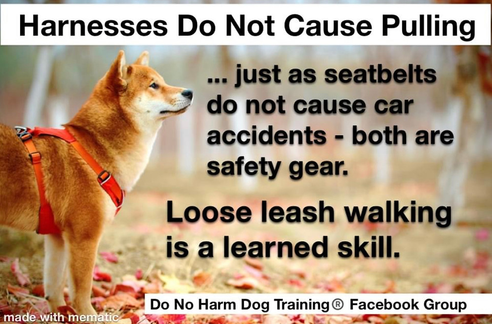 Harnesses do not cause pulling, Loose leash walking is a learned skill.