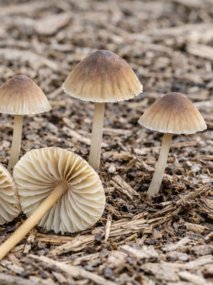 Mushrooms After Forestry Mulching in Naples: Why This Is Actually a Good Sign for Your Land