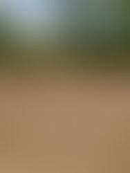 Cleared property in Naples, Florida after forestry mulching with a skid steer and FECON mulching head — clean terrain, ready for use.