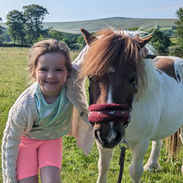Family friendly. Meet Jerry the Shetland