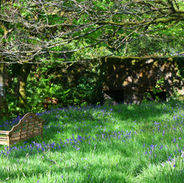 Bluebell garden at Lower Willsworthy