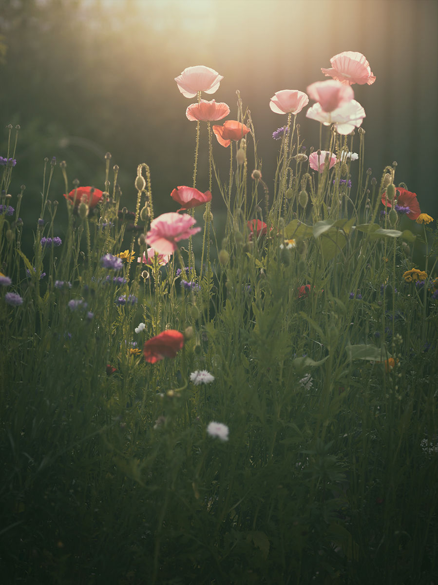 Miniatyrbild: Bloom