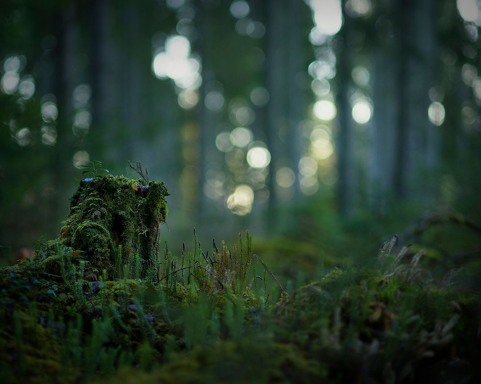 Miniatyrbild: Lummerskogen