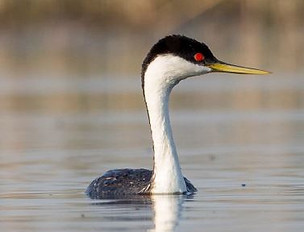 Western-Grebe.jpg