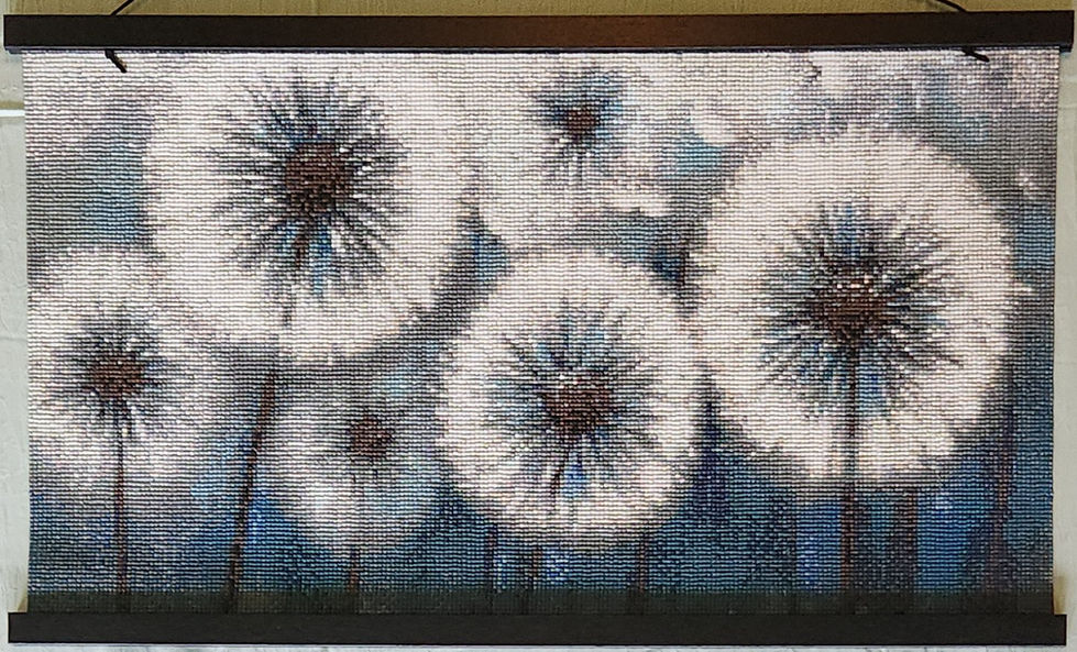 Dandelions 2025