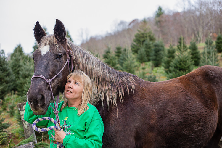 horse at Christmas tree farm