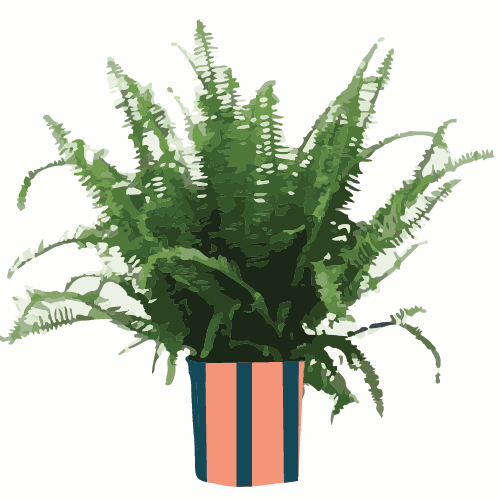 Kimberly Queen Fern
