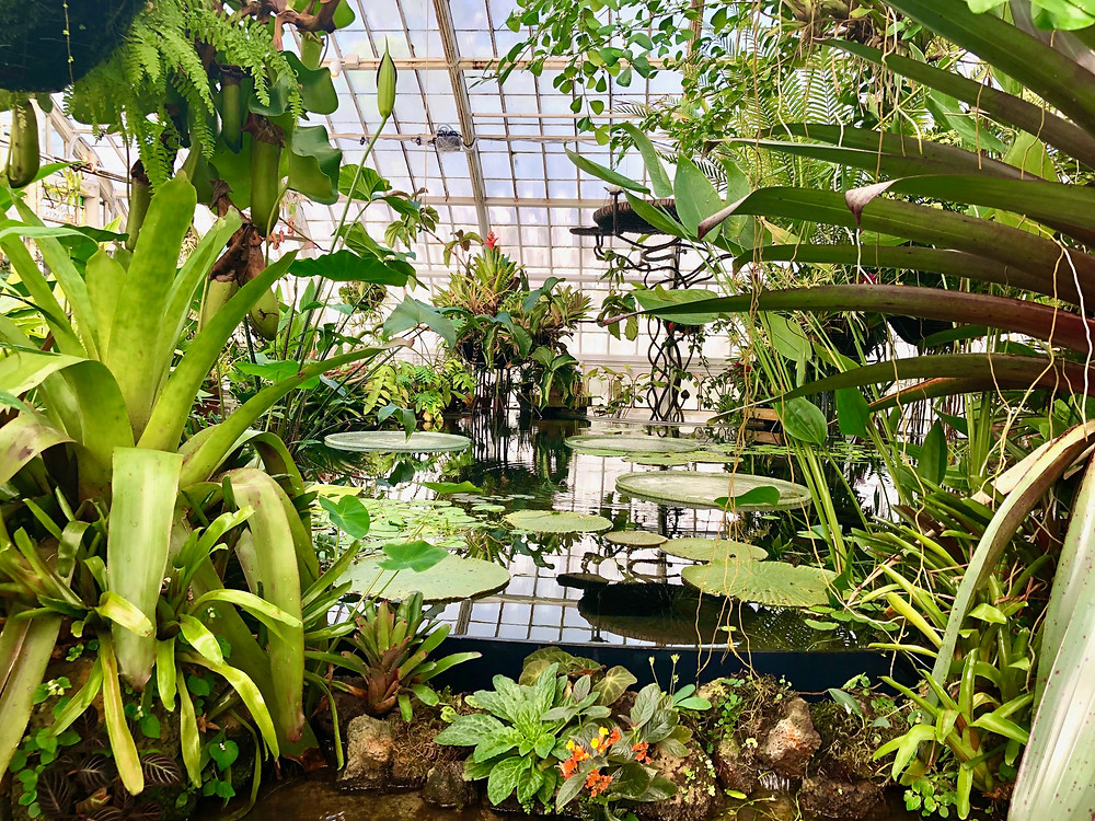 Botanical Garden with Plants