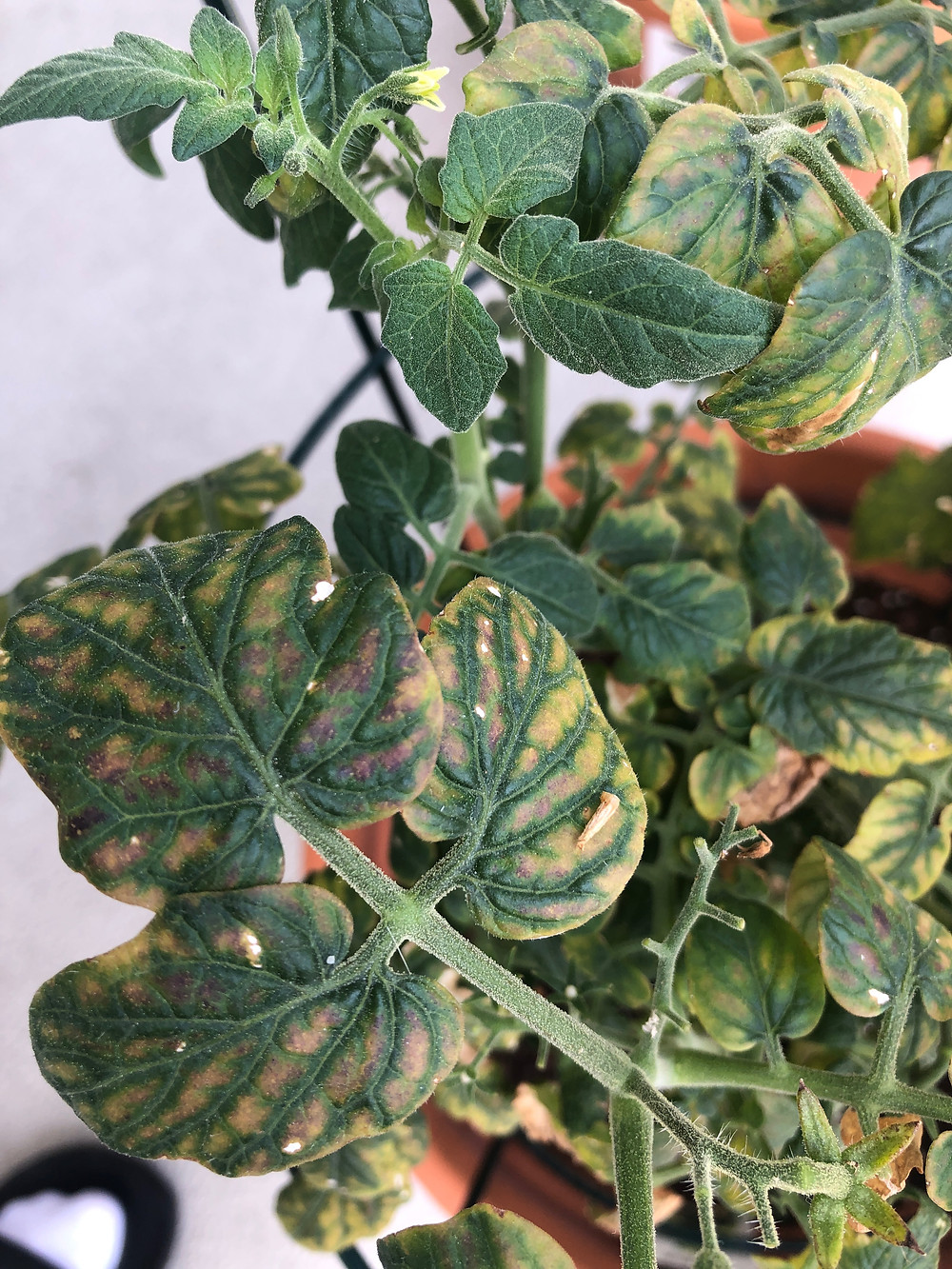 Plant with Nitrogen Deficiency