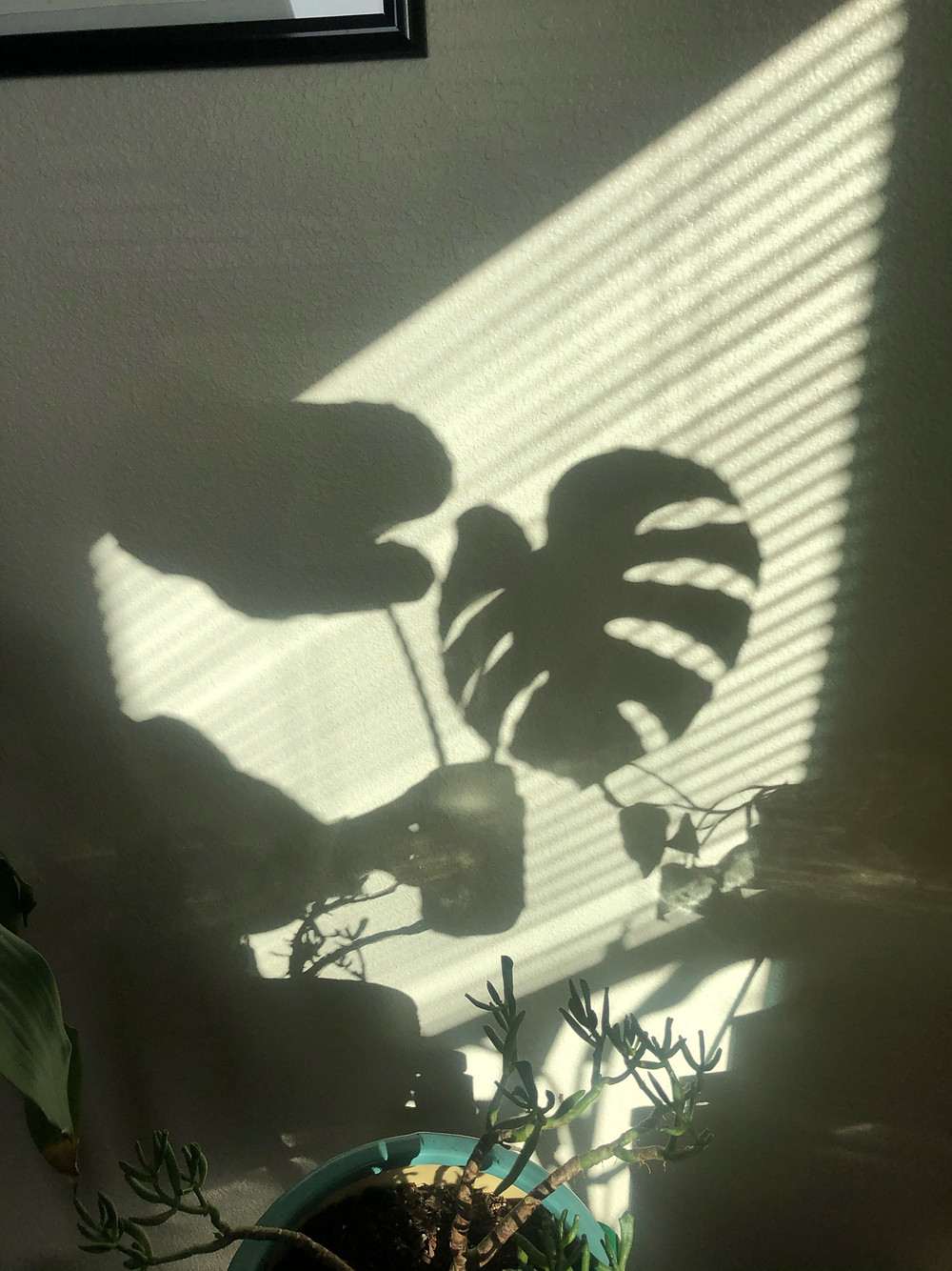 monstera shadow