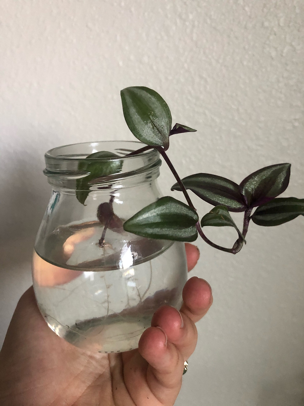 stem cutting propagation