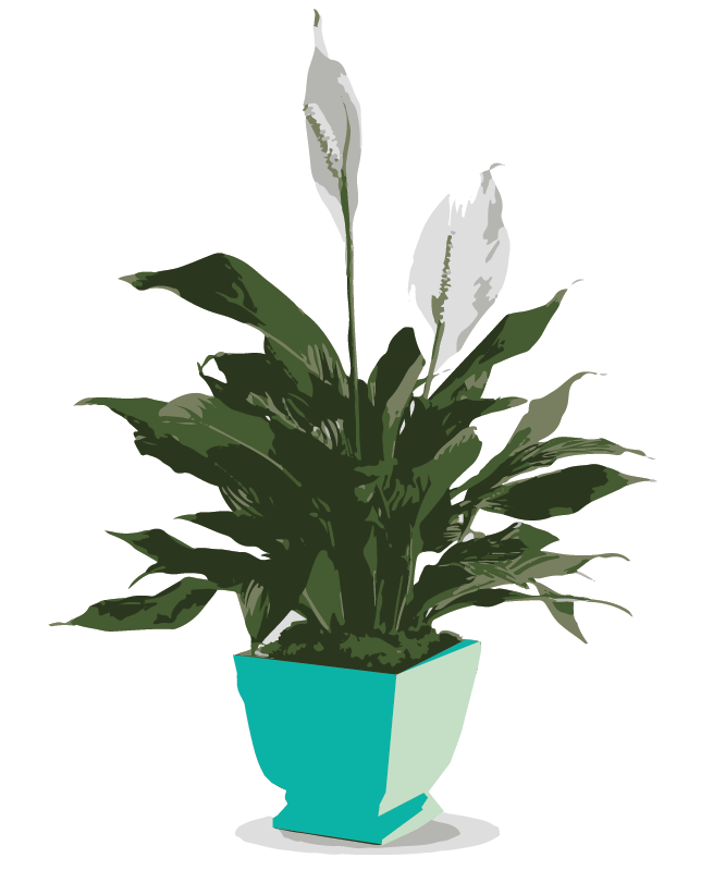 Peace Lily Plant