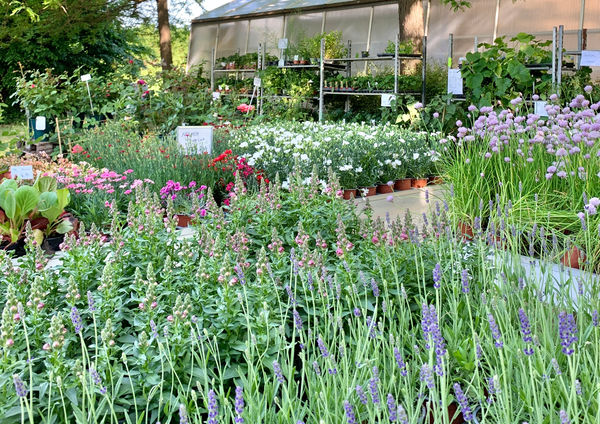 Verkaufsgarten in Bockfließ