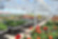 Fellner Blumen Impressionen 19.jpg