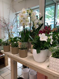 Fellner Blumen Filiale Floridsdorf