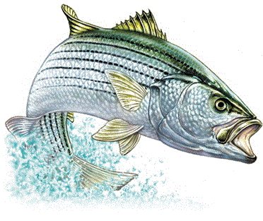 striper.gif
