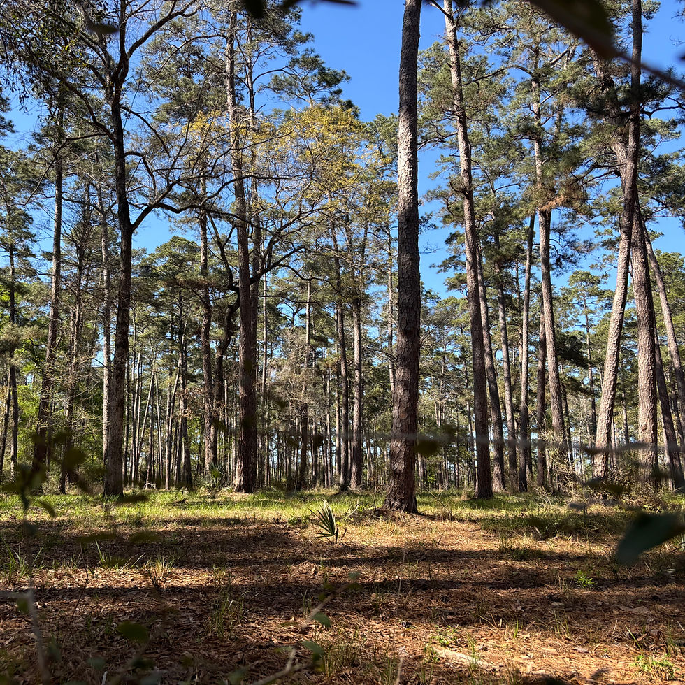 Introduction to Nature-Assisted Psychotherapy